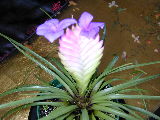 Flor: Bromelia_2